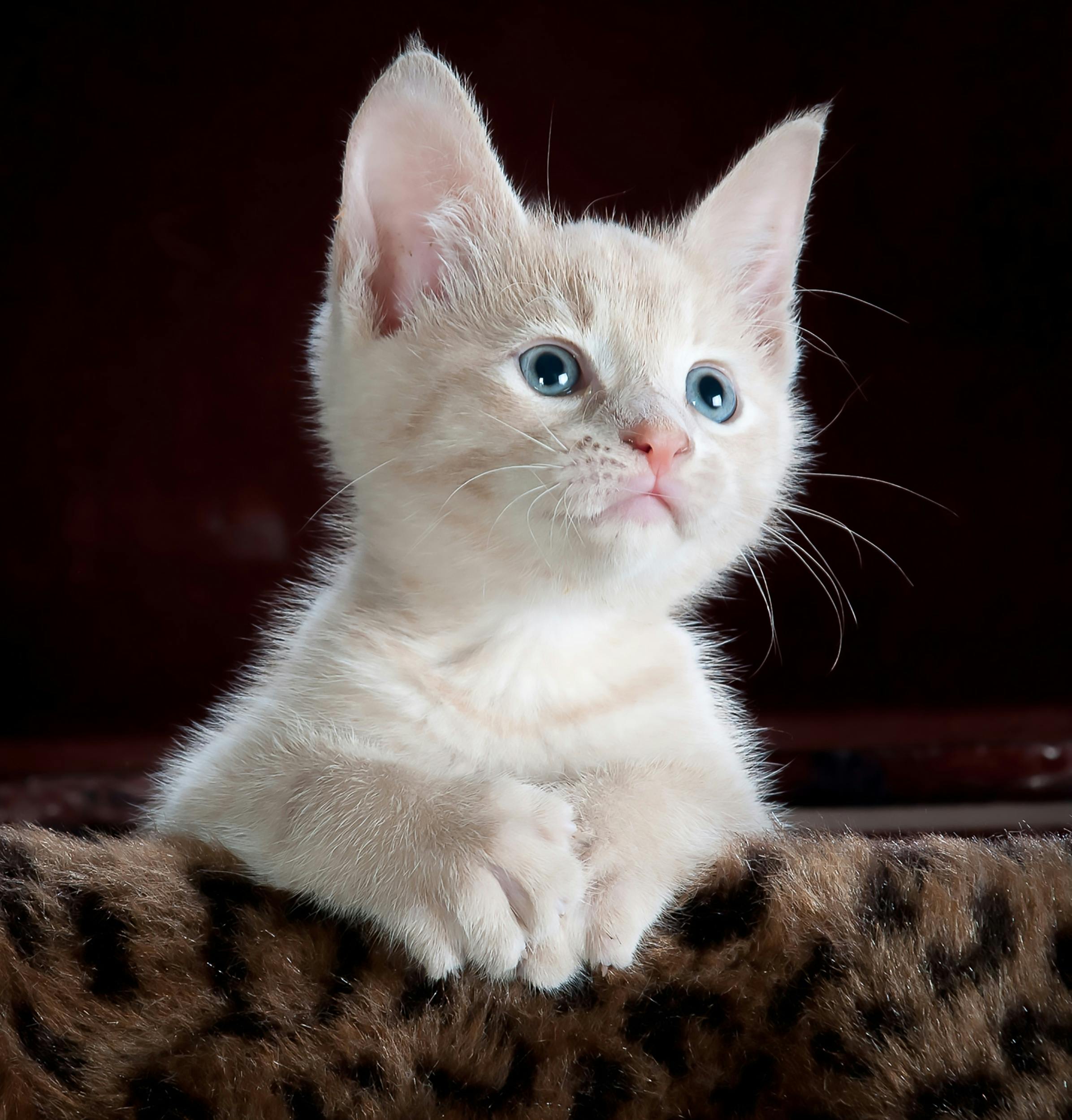 Cat Lover